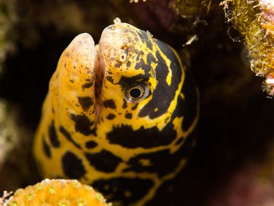 Chain Moray Eel