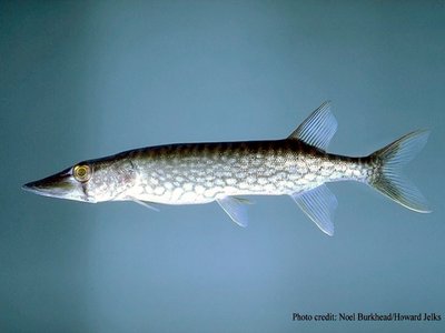 Chain Pickerel