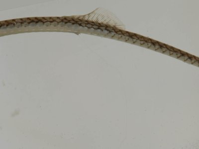 Chain Pipefish