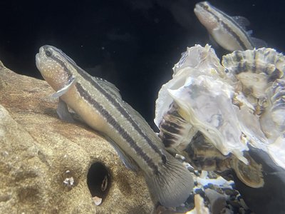 Chameleon Goby