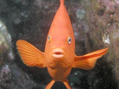 Channel Islands Garibaldi