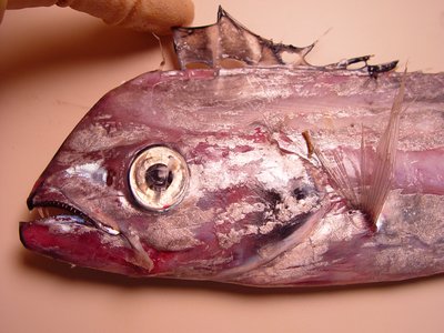 Channel Scabbardfish
