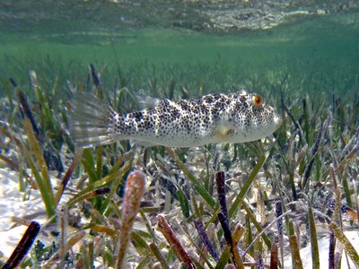 Checkered Puffer