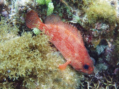 Cheekspot Scorpionfish