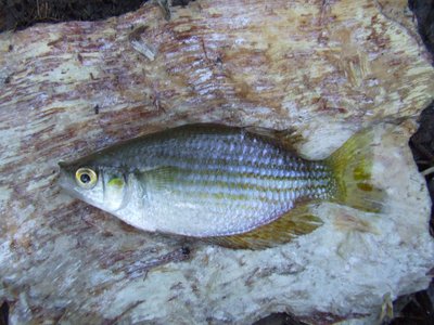 Chequered Rainbowfish