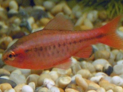 Cherry Barb