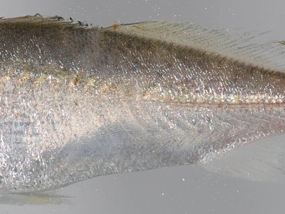 Chesapeake Bay Weakfish