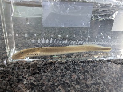 Chestnut Lamprey