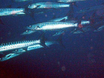 Chevron Barracuda