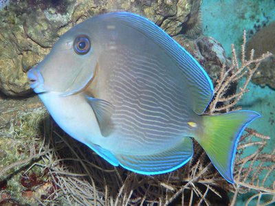 Chevron Tang