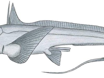 Chimaera