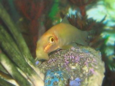 Chinese Algae Eater