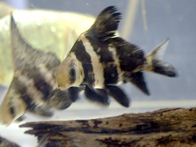 Chinese High Fin Banded Shark