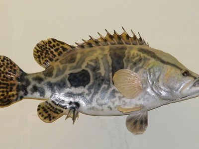 Chinese Perch