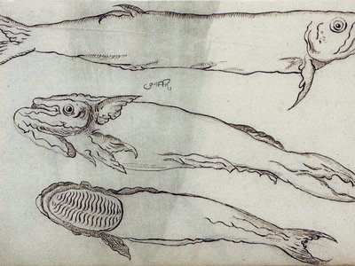 Chirocentridae