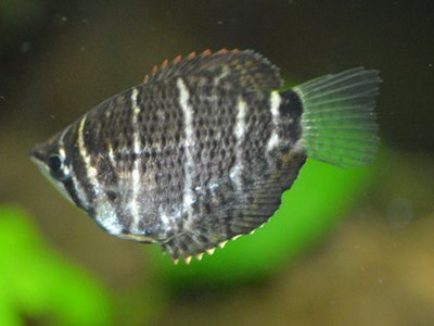Chocolate Gourami