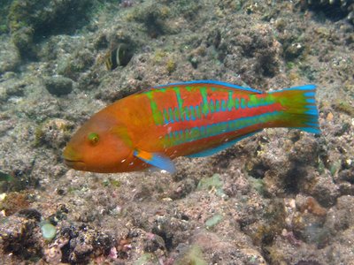 Christmas Wrasse