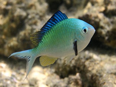 Chromis