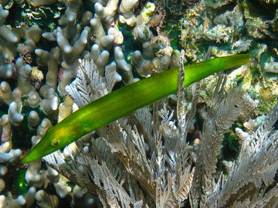 Cigar Wrasse