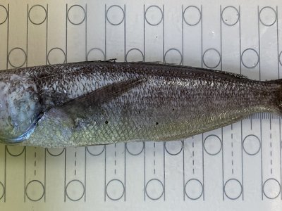 Cigarfish