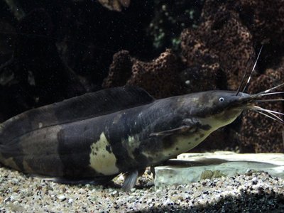Clarias Batrachus