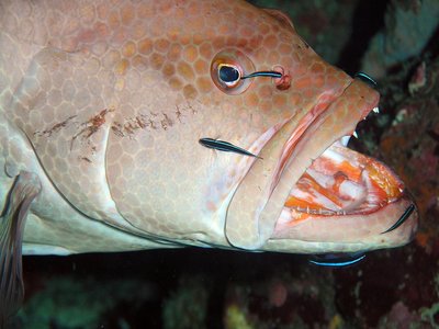 Cleaner Goby