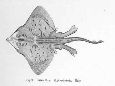 Clearnose Skate