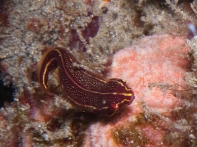 Clingfish