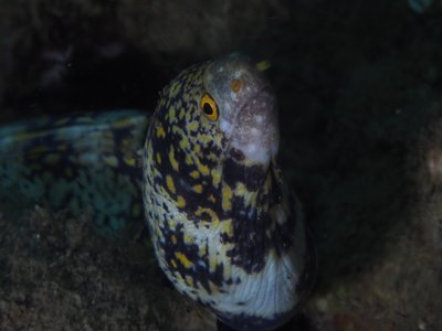 Clouded Moray