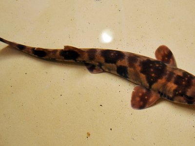 Cloudy Catshark