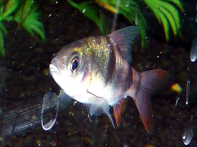 Clown Barb