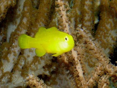 Clown Goby