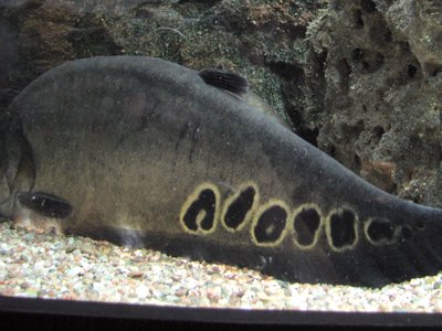 Clown Knifefish