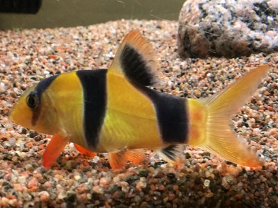 Clown Loach