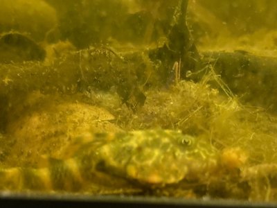 Clown Pleco
