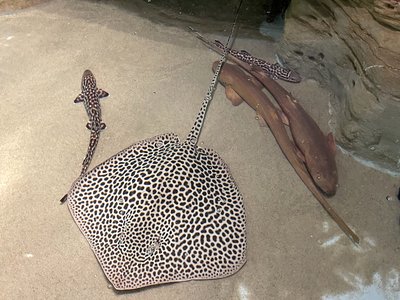 Coachwhip Ray