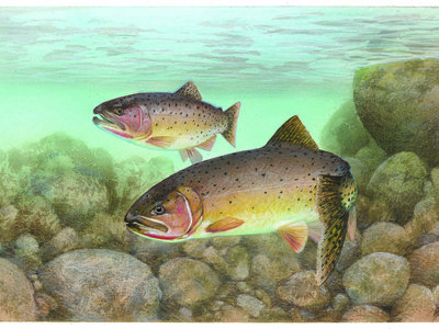 Coastal Cutthroat Trout