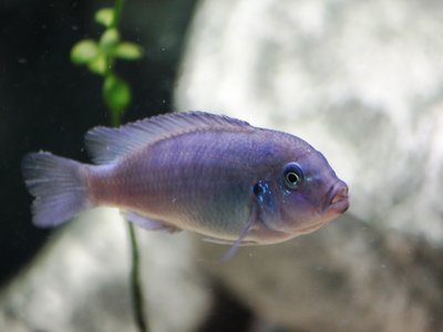 Cobalt Blue Zebra Cichlid