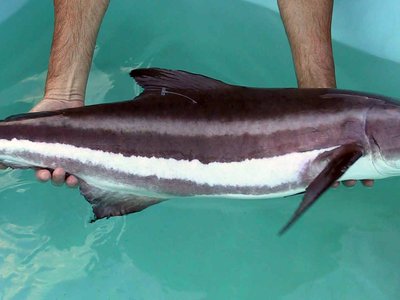 Cobia
