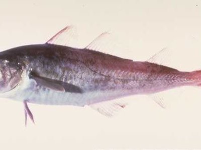 Cod
