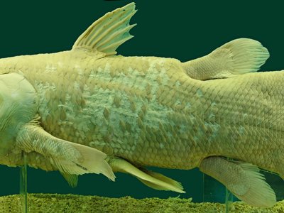 Coelacanth