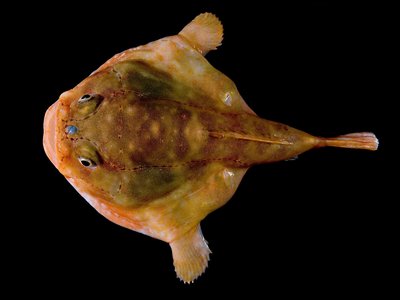 Coffinfish