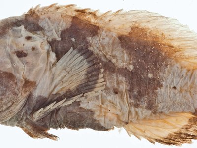 Cofish