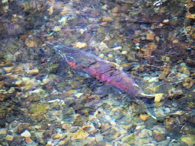 Coho Salmon