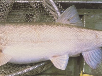 Colorado Pikeminnow