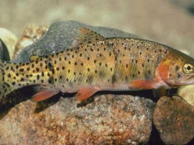 Colorado River Cutthroat Trout