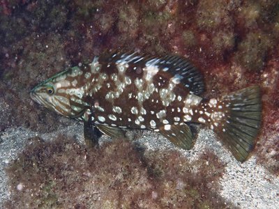 Comb Grouper