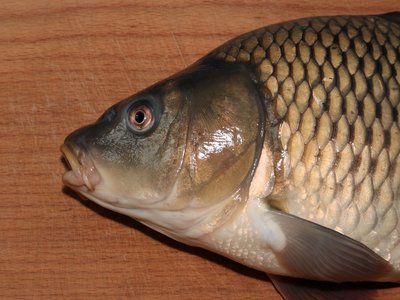 Common Carp