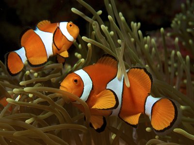 Common Clownfish