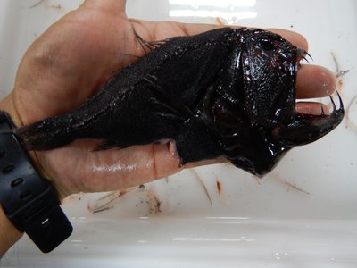Common Fangtooth